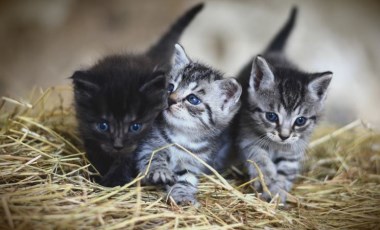 İngiltere’de ölümlere yol açan gizemli kedi hastalığında zehirli mamadan şüpheleniliyor