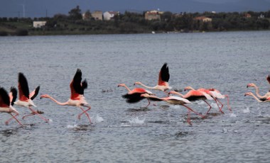 Kuraklık nedeniyle flamingolar yer değiştirdi