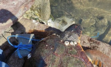 Çanakkale'de koluna parke taşı bağlanarak denize bırakılan caretta caretta kurtarıldı