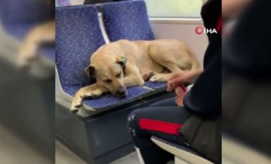 İstanbul'da yağmurdan kaçan köpek tramvaya bindi