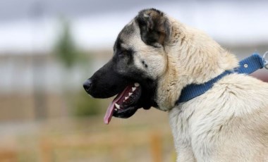 Sivas Kangal köpeklerinin genetiği çiple korunuyor