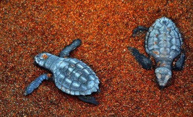 İztuzu'nda caretta caretta yuvası ve yavru çıkışında rekor