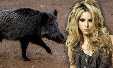 Shakira, yaban domuzlarının saldırısına uğradı