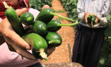 Amasyalı çiftçi Ömer Sarı, salatalığın neden zam şampiyonu olduğunu açıkladı