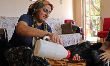 Prematüre doğan buzağını evine aldı, biberonla besleyip altını bezledi