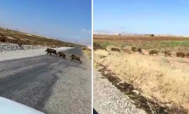 Hızla gelen yaban domuzu sürüsünün geçişini beklediler