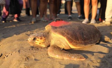 6 milyon kişinin izlediği kaplumbağa Tuba Hırvatistan'a ulaştı