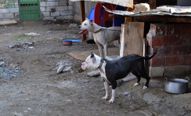 Gaziantep'te 10 günde 9 Pitbull, sokağa bırakıldı