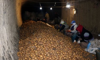 Mağaralarda muhafaza ediliyor; Türkiye'nin dört bir yanına gönderiliyor