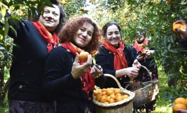 Bodrum'da 'Mandalina Hasat Festivali' gerçekleştirildi