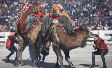 Hayvan hakları aktivistleri, yetkililerin güvenli dediği deve güreşinin yasaklanmasını istiyor