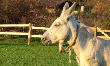 Yıllar süren dava bitti: Yargıtay'dan 'eşek' kararı