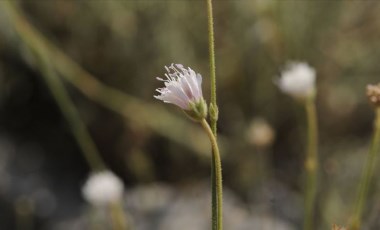 İzmir'de keşfedilen yeni bitki türü bilim dünyasına kazandırıldı