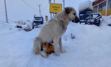 Kar yağışından korunmak isteyen kedi köpeğe sığındı