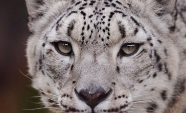 Polonya’da kar leoparı Covid-19 nedeniyle hayatını kaybetti