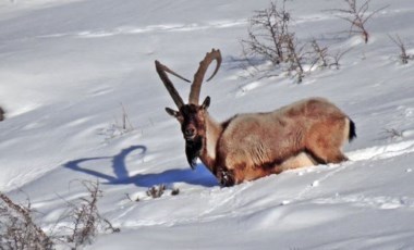 Durmuyorlar: Erzurum'da dağ keçisi avına çıkan kişiler yakalandı