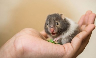 Araştırmaya göre, Covid-19 hamsterlardan insanlara bulaşabiliyor