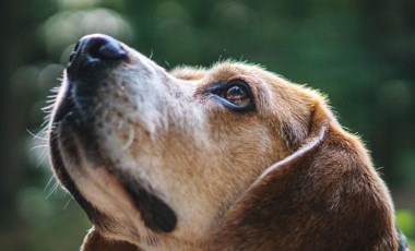 Belçika’da köpek dışkısı doğaya endüstriyel kirlilik kadar zarar veriyor