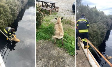 Datça'da arıtma havuzuna düşen sokak köpeği itfaiye ekipleri kurtardı