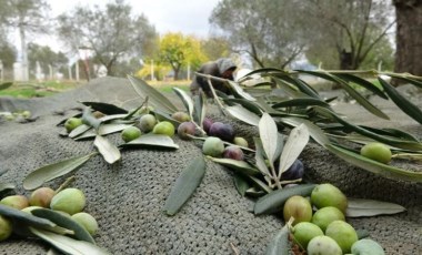 İklim değişikliği zeytin üretimi vuruyor