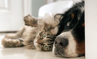 'Evde erken yaşta kedi ve köpek beslemek alerji riskini azaltıyor'