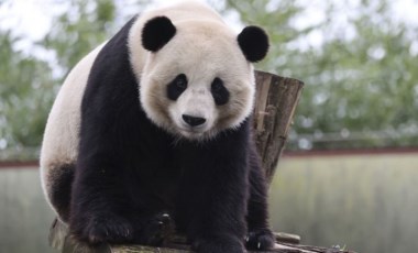 Dev panda Tian Bao, 2022'de Belçika'da kalabilecek