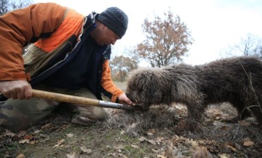 Özel eğitimli köpeklerle aranıyor: Kilosu 2 bin 800 liradan satılıyor