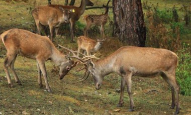 Geyiklerde Omicron varyantına rastlandı