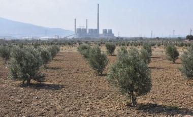 Zeytinliklerin madenciliğe açılmasına tepki: 'Marmara Bölgesi'nden Hatay'a kadar felakete yol açacak'