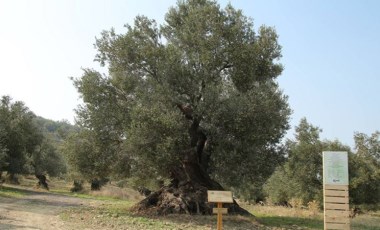 Zeytin ağaçlarına kıymayın