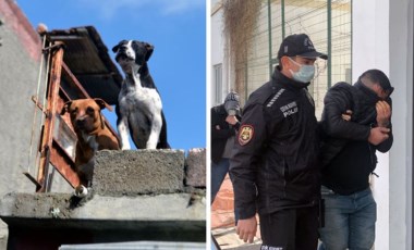 Pitbull köpekli torbacılar, adli kontrolle serbest