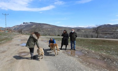 Bir köpek bacakları kesilmiş halde ölü bulundu