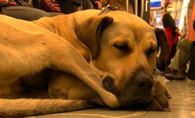 Boji köpek İstanbul'u karış karış gezmeye devam ediyor