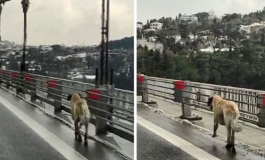 Köprüden geçen köpeğe güvenlik konvoyu