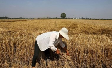 Çin, tahıl üretimini desteklemek için önlemler alıyor