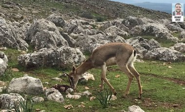 Koruma altındaki dağ ceylanlarının sayısı artıyor