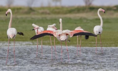 Tuz Gölü'nün misafirleri flamingolar gelmeye başladı