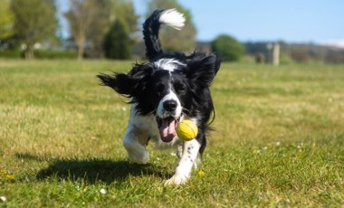 Uzmanlardan uyarı: 'Köpekleri yetiştirme tarzı çok kritik'