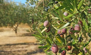 Muğla Barosu 'zeytinlik düzenlemesine' karşı dava açtı