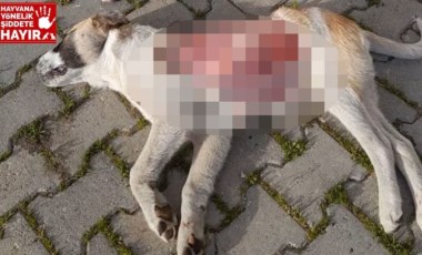 Yavru köpek, derisinin bir kısmı yüzülmüş halde ölü bulundu