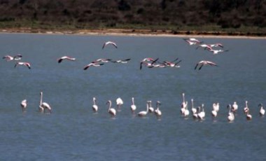 Suvla Gölü'nün misafiri flamingolar geldi