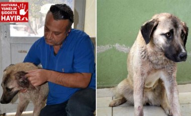 Tüfekle vurulan köpekten 100'e yakın saçma çıktı