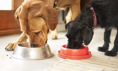 Vegan yemekler köpekler için 'daha sağlıklı' olabilir