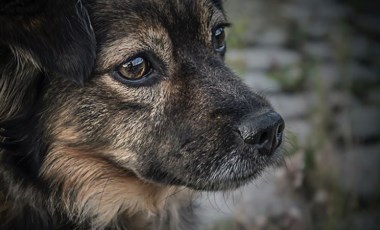 Köpeğe sopayla vuran kişiye 'para' cezası