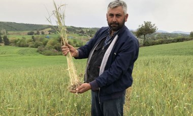 Kuraklık buğday üreticisine 30 yıl sonra tarla sulattı