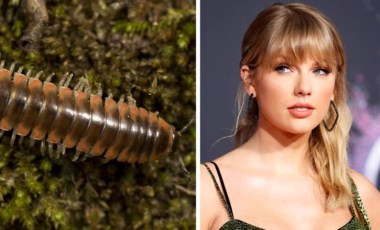 Yeni keşfedilen kırkayak türüne Taylor Swift'in ismi verildi