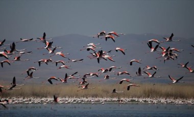 Flamingolar Eber Gölü'ne renk kattı (20 Nisan 2022)