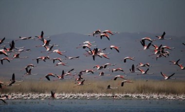 Flamingolar Eber Gölü'ne renk kattı (20 Nisan 2022) (Video Haber)