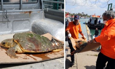 Yaralı bulduğu caretta carettayı hastaneye yetiştirdi (23 Nisan 2022)