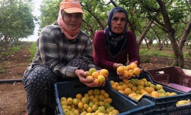 Mersin'de ilk hasadı yapılan kayısı 100 TL'den alıcı buldu